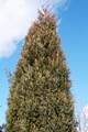 Juniperus virginiana Pseudocupressus IMG_8453 Jałowiec wirginijski